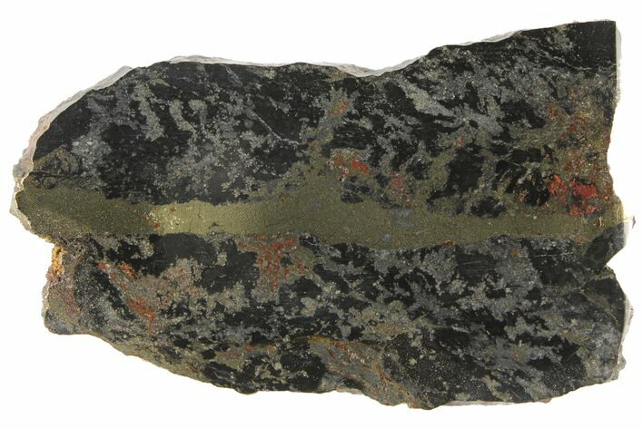 Polished, 3.1" Apache Gold (Chalcopyrite) Slab - Arizona